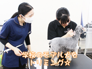 学校のモデル犬を１年生がトリミング！